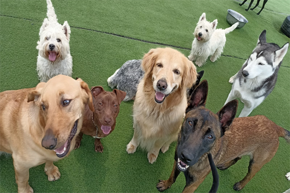 Somos la Escuela líder en excelencia canina Escuela Canina