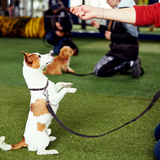 Adiestramiento Canino